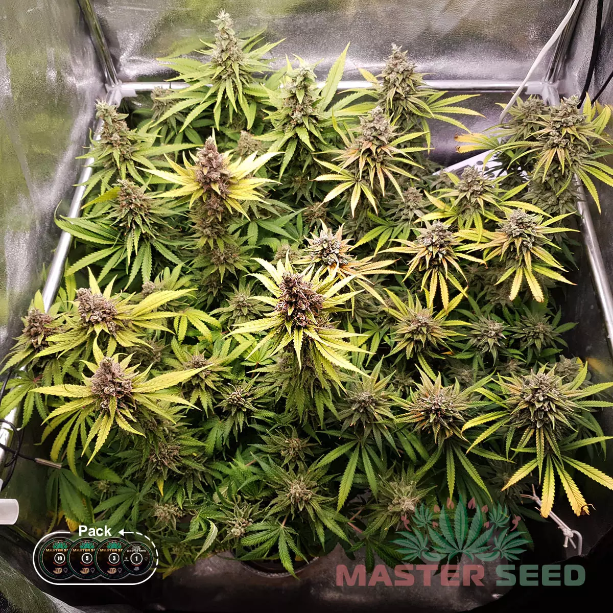 Слабопахучі фотоперіодичні сорти коноплі - LOVE GROW