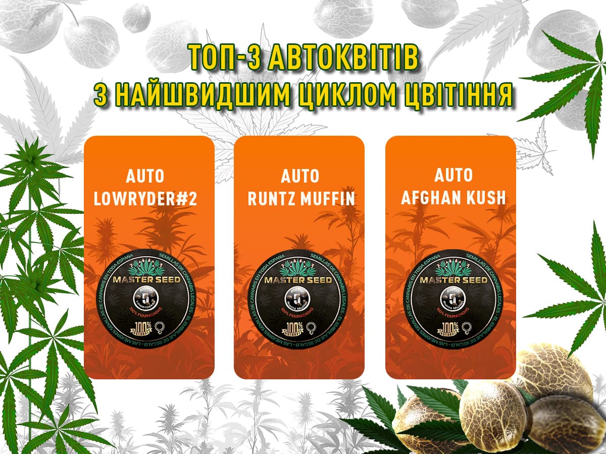 Найшвидші автоквіти сезону: ТОП-3 від MASTER SEED