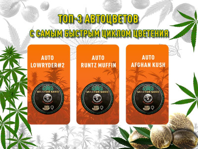 Самые быстрые автоцветы сезона: ТОП-3 от MASTER SEED