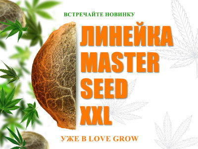 Встречайте новинку — линейка MASTER SEED XXL уже в Love Grow