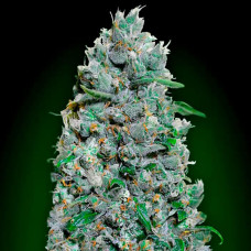 Afghan Mass XXL auto feminised (00seeds)