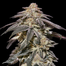 Apple Bananas auto feminised (00seeds)