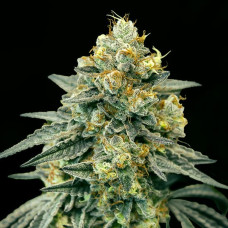 Biscotti Zkittlez auto feminised (00seeds)
