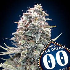 Blue Dream auto feminised (00seeds)