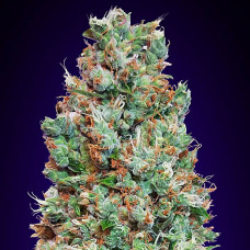 Blueberry auto feminised (00seeds)