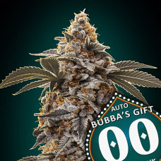 Bubba's Gift auto feminised (00seeds)