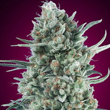 Bubble Gum XXL auto feminised (00seeds)