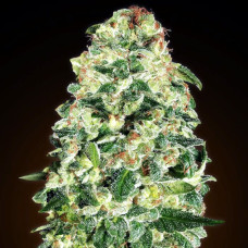 California Kush auto feminised (00seeds)