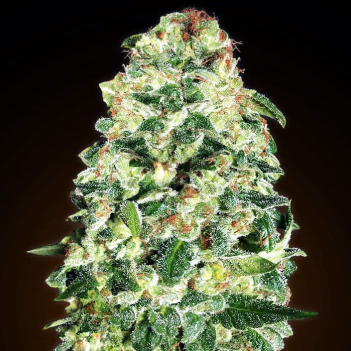 Насіння коноплі California Kush autofem. 00seeds
