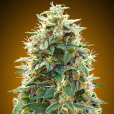 Cheese Berry auto feminised (00seeds)