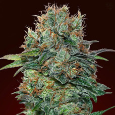 Chocolate Kus auto feminised (00seeds)