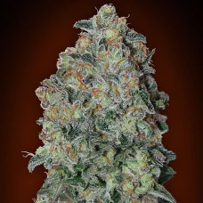 Chocolate Skunk auto feminised (00seeds)