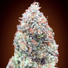 Chocolate Skunk XXL auto feminised (00seeds)