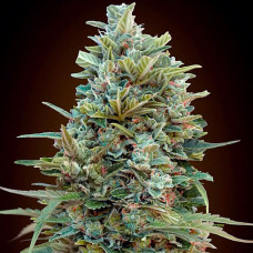 Do-Si-Dos Cookies auto feminised (00seeds)