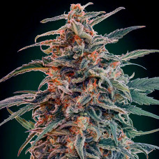 Gorilla auto feminised (00seeds)
