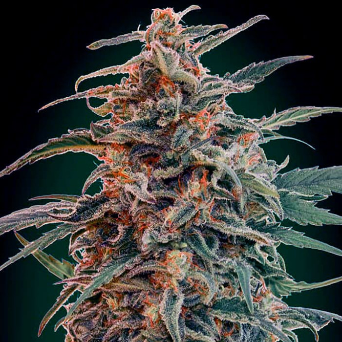 Насіння коноплі Gorilla autofem. 00seeds