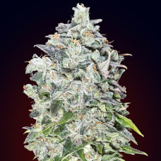 00 Kush auto feminised (00seeds)