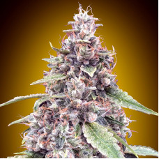 Lemon OG auto feminised (00seeds)