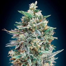 Northern Lights XXL auto feminised (00seeds)
