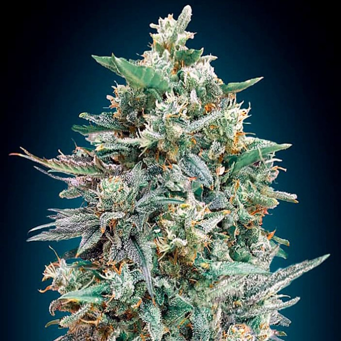 Насіння коноплі Northern Lights XXL autofem. 00seeds