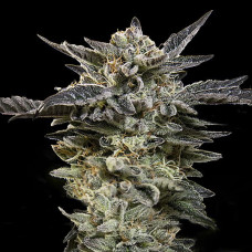 Oreoz auto feminised (00seeds)