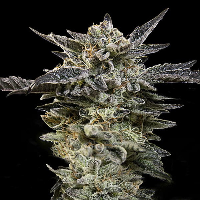 Насіння коноплі Oreoz autofem. 00seeds