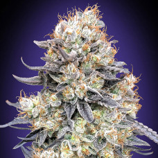 Purple Punch auto feminised (00seeds)