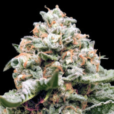 Rainbow Mints auto feminised (00seeds)
