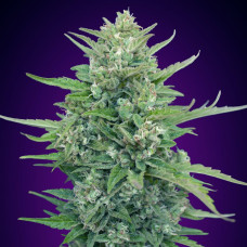 Super Skunk auto feminised (00seeds)