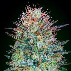 Sweet Critical auto feminised (00seeds)