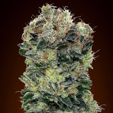 Sweet Somango auto feminised (00seeds)