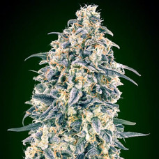 White Widow XXL auto feminised (00seeds)