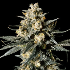 Apple Bananas feminised (00seeds)