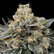 Biscotti Zkittlez feminised (00seeds)