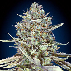 Blue Dream Fast feminised (00seeds)