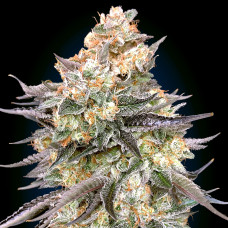 Blue Dream feminised (00seeds)