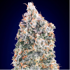 Blueberry Fast feminised (00seeds)