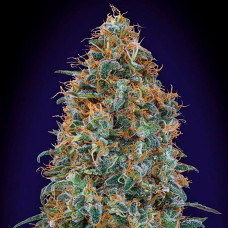 Blueberry feminised (00seeds)