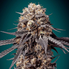 Bubba's Gift feminised (00seeds)