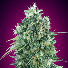 Bubble Gum CBD feminised (00seeds)