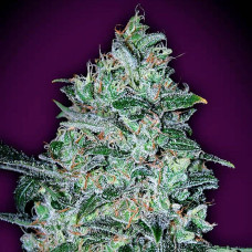 Bubble Gum Fast feminised (00seeds)
