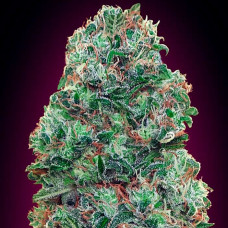 Bubble Gum feminised (00seeds)