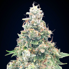 California Kush Fast feminised (00seeds)