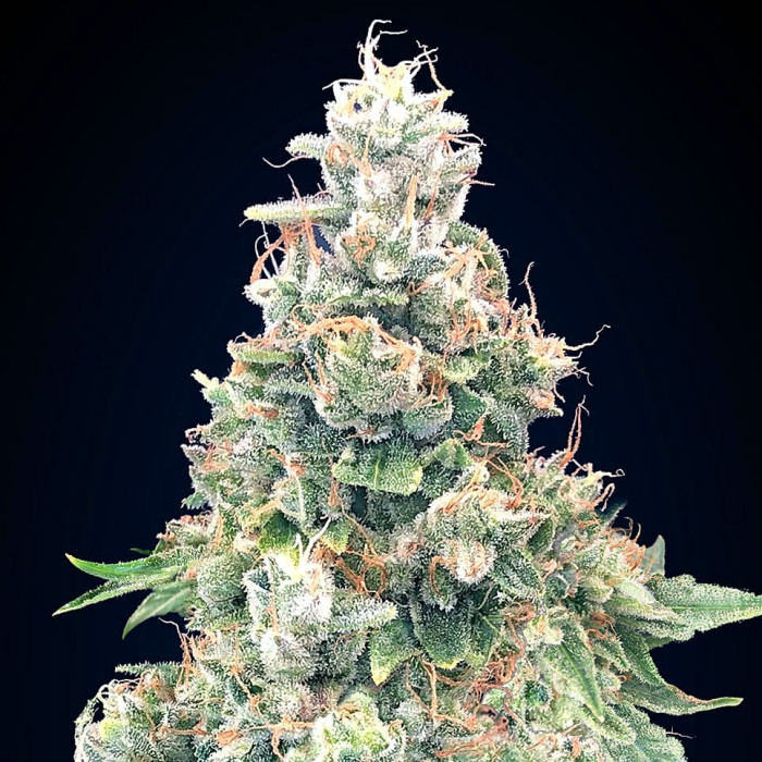 Насіння коноплі California Kush Fast fem. 00seeds