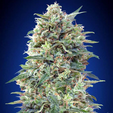 California Kush feminised (00seeds)
