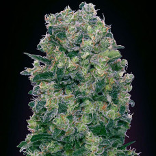 Caramel Kush feminised (00seeds)