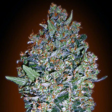 Cheese Berry feminised (00seeds)