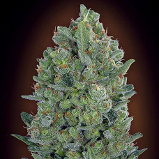 00 Cheese feminised (00seeds)
