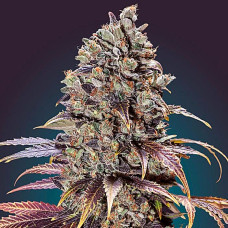 Chocolate Cream feminised (00seeds)