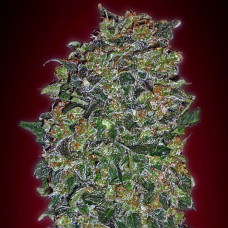 Chocolate Skunk feminised (00seeds)